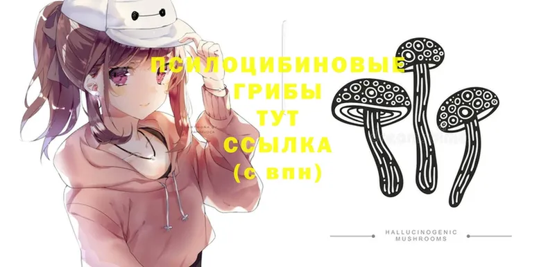 купить   Нытва  Галлюциногенные грибы Psilocybine cubensis 